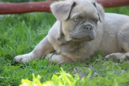 Francia bulldog - Ulán