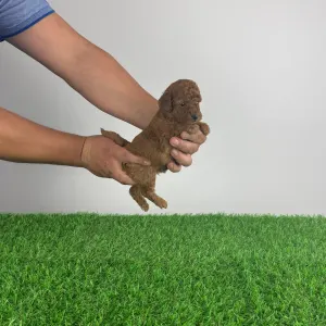 Barbone nano - Kiko