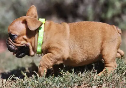 French Bulldog - Uranus