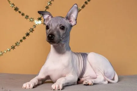 American Hairless Terrier - Andor Blue