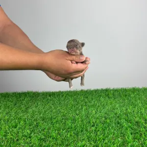 Chihuahua - Kasper