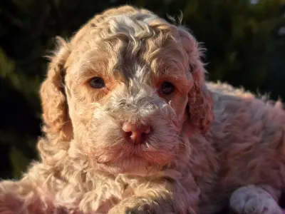 Cavapoo - Figo