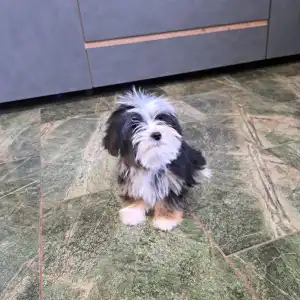 Biewer Terrier - Duke