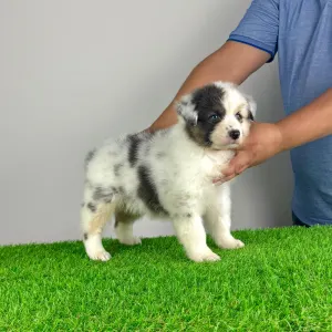 Australian Shepherd - Zenzi