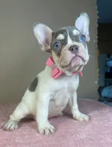 French Bulldog - Alise