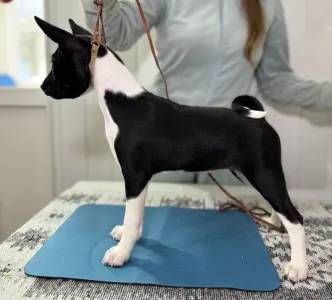 Basenji - Black&white Girl Name- Oyana Lucky Alien 
