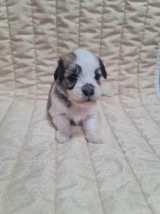 Havanese - Teddy