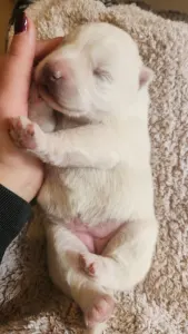 Szibériai husky - Smaragd Of Polar Moonlights