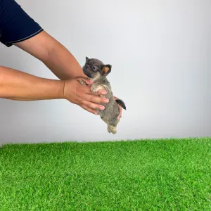 Chihuahua - Ossy