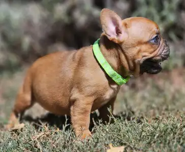 French Bulldog - Uranus