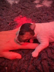 Fox Terrier (Wire) - Duke Born Of Eastern Curse