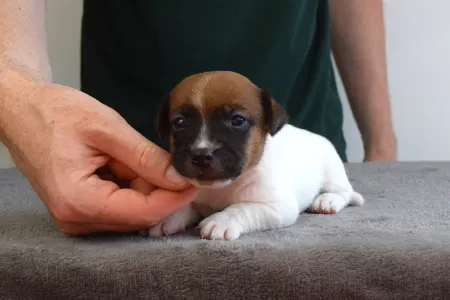 Jack Russell Terrier - Xito