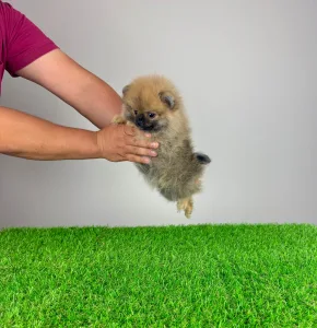 German Pomeranian Spitz - Annabell