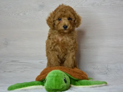 Poodle Toy - Toby