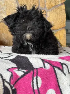 Maltipoo - Oreo