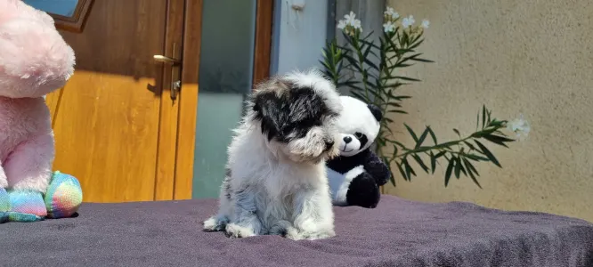 Maltipoo - Oreo