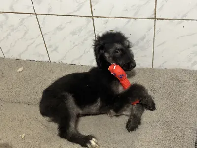 Afghan Hound - Xelina