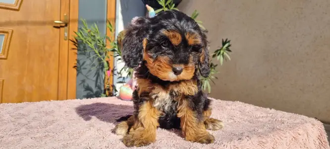 Cavapoo - Narancs