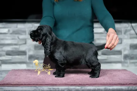 Cocker Spaniel anglais - La Scale Milky Way