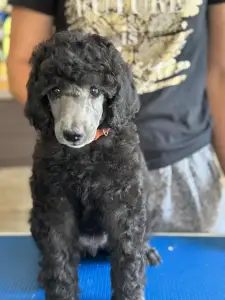 Poodle Standard - Silver Female