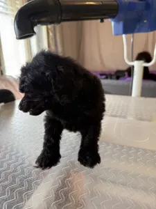 Střední pudl - Black Boy