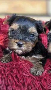 Yorkshire Terrier - Happy Day