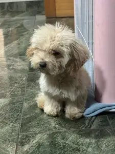 Maltipoo - Maci