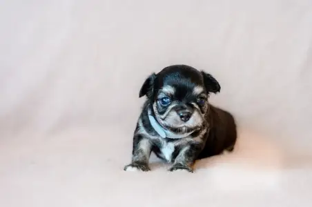 Chihuahua - Frodo Wonderful Grove