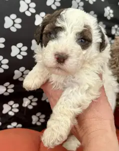 Lagotto Romagnolo - Calamiti Jane