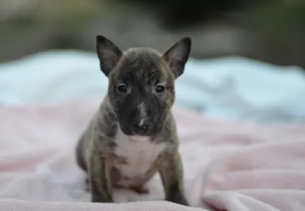 Miniatűr bullterrier - Joy