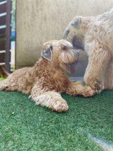 Irish soft coated wheaten terrier - Bellatulus Astrum