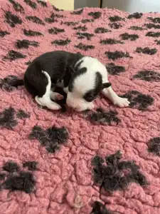 Border Collie - Piros Nyakörv/fekete Kan