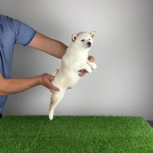 Shiba Inu - Mitsuaki