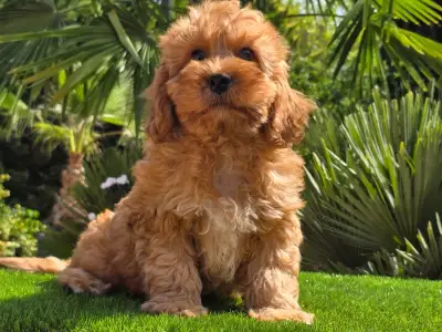 Cavapoo - Mendosa