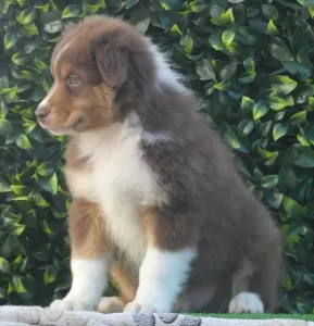 Berger australien - Candybelldream Dubai