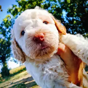 Romagna Water Dog - Lagotto Passion 