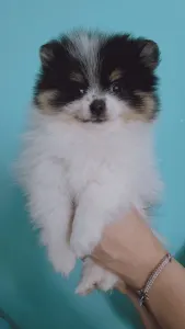 German Pomeranian Spitz - Maddie