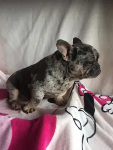 French Bulldog - Merlin