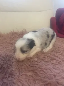Border Collie - Blue Merle Kan 2