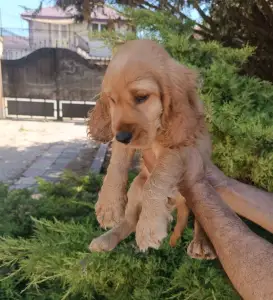 Angol Cocker spániel - Charlie