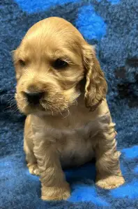 Cocker Spaniel anglais - Domino