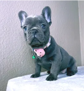 French Bulldog - Barbie