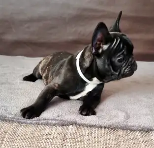 Francia bulldog - Ballószögi Barka Carlo