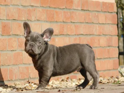 French Bulldog - Zeusz