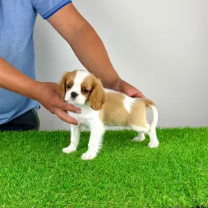 Cavalier King Charles Spaniel - Penta