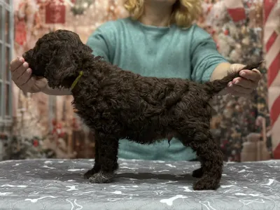 Romagna Water Dog - Grain Of Sand Charles Darwins Evolution