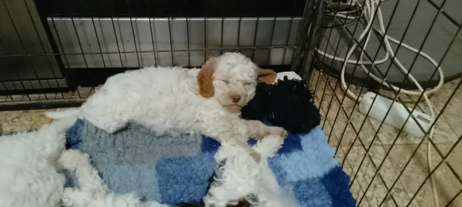 Romagna Water Dog - Lagotto Passion Aureate Vassilis