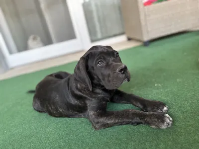Chien de cour italien - Briana