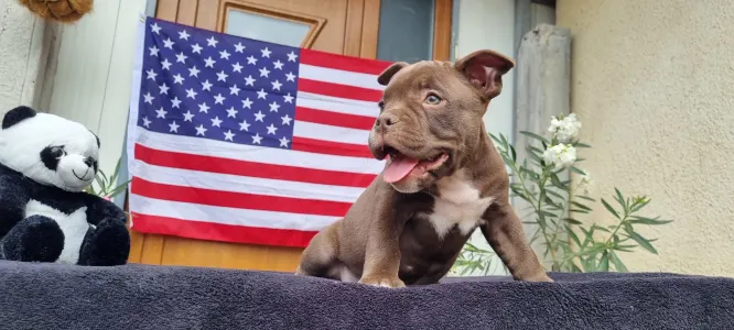 American Bully - Pocket - Csáki