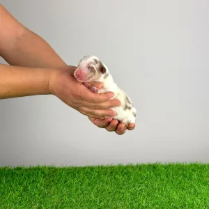 Australian Shepherd - Docki